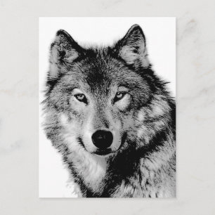 Black & White Wolf Postcard
