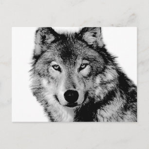 Black & White Wolf Postcard