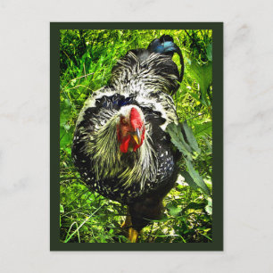 Black White Wyandotte Rooster Bird Green Postcard