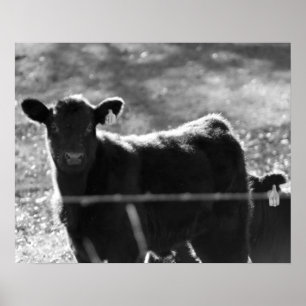 Black & White Young Cows in Field 16x20 Poster