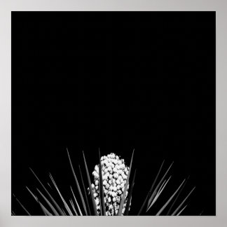 Black & White Yucca by LLR Poster
