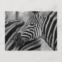 Black/White Zebra Postcard