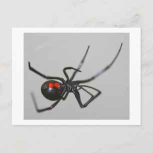Black Widow Postcard