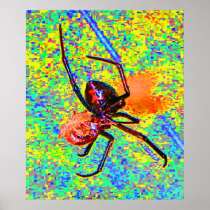 Black Widow Spider Eating Poster