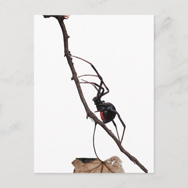 Black Widow Spider, Gothic, Nature, Arachnophobia Postcard (Front)