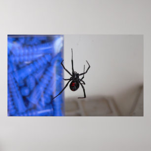 Black Widow Spider Poster