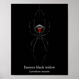 Black Widow Spider Poster (Semi-Gloss)
