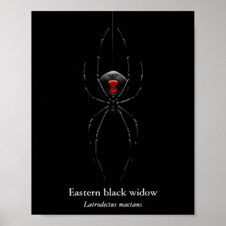 Black Widow Spider Poster (Semi-Gloss)