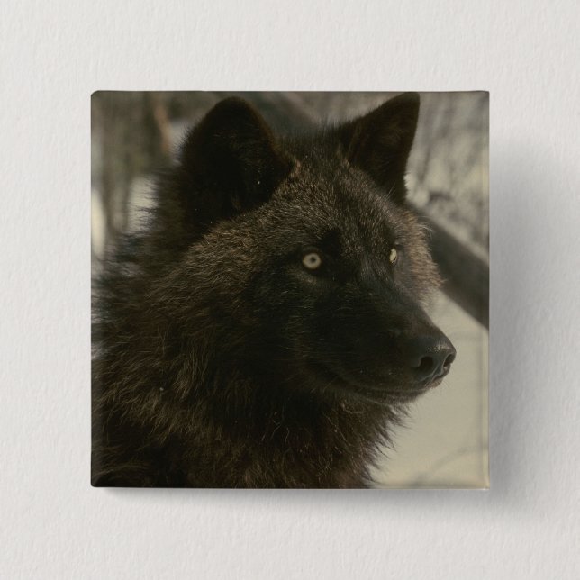 Black Wolf Dog 2 Inch Square Button (Front)