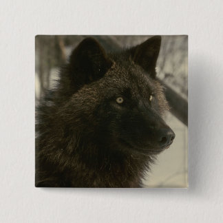 Black Wolf Dog 2 Inch Square Button