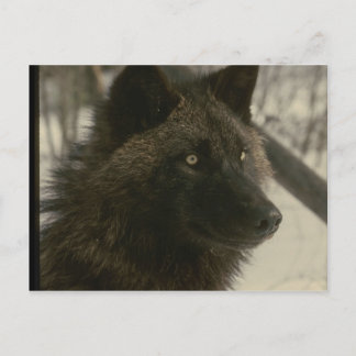 Black Wolf Dog Postcard