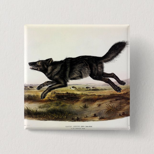 Black Wolf, or Black American Wolf (Canis Lupus) 2 Inch Square Button (Front)