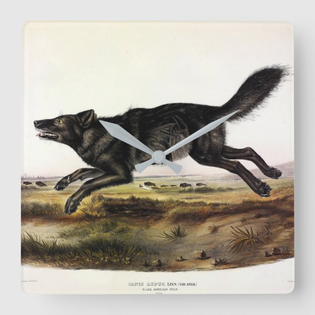 Black Wolf, or Black American Wolf (Canis Lupus) Square Wall Clock (Front)
