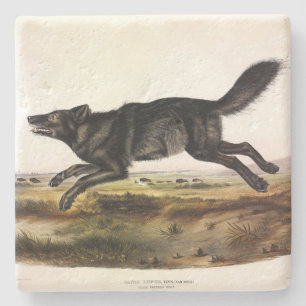 Black Wolf, or Black American Wolf (Canis Lupus) Stone Coaster