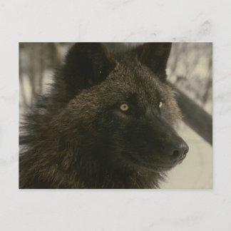 Black Wolf Postcard