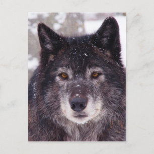 Black wolf postcard