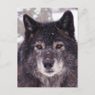 Black wolf postcard