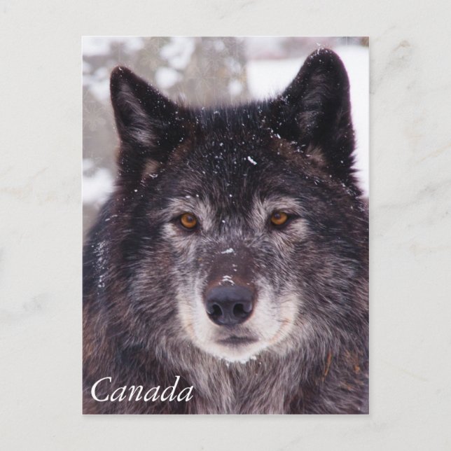 Black wolf postcard - Canada (Front)
