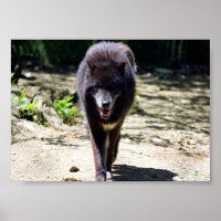 black wolf