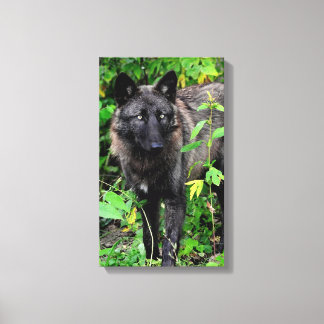 Black Wolf Stretched Canvas Print