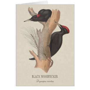 Black woodpecker CC0223 Gould bird illustration