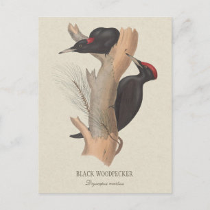 Black woodpecker CC0502 Bird illustration Postcard