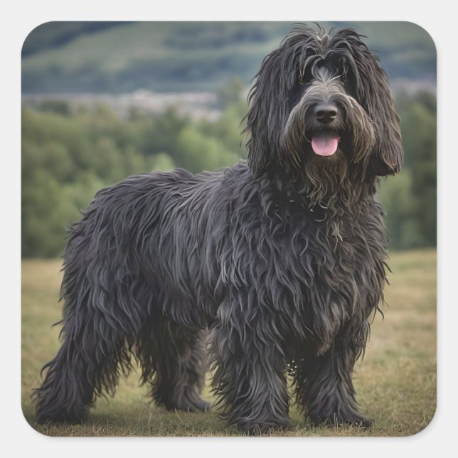 Black Woolly Bergamasco Sheepdog, Square Sticker (Front)