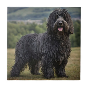 Black Woolly Bergamasco Sheepdog, Tile