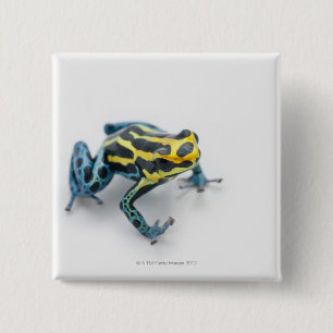 Black, Yellow and Blue Poison Dart Frog 2 Inch Square Button