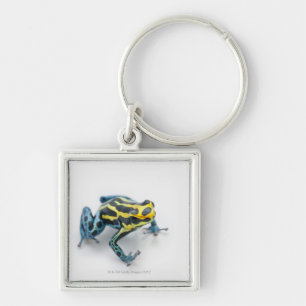 Black, Yellow and Blue Poison Dart Frog Keychain
