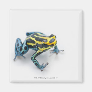 Black, Yellow and Blue Poison Dart Frog Magnet