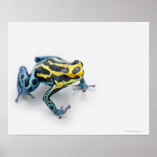 Black, Yellow and Blue Poison Dart Frog Poster (Front)