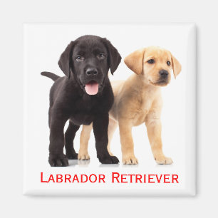 Black Yellow Labrador Retriever Puppy Dog Magnet