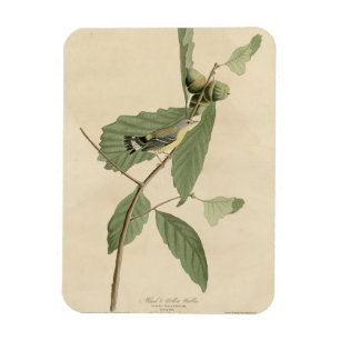 Black & Yellow Warbler, Audubon's Birds of America Magnet