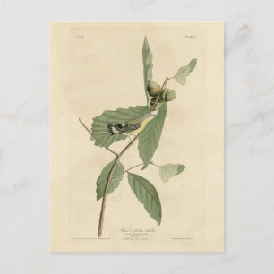 Black & Yellow Warbler, Audubon's Birds of America Postcard