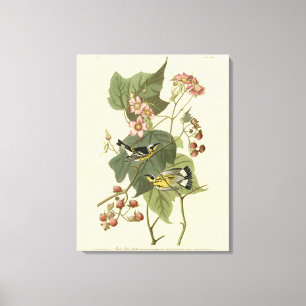 Black & Yellow Warblers Audubon's Birds of America Canvas Print