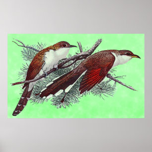 Black & Yellowed Billed Cuckoo Birds Poster