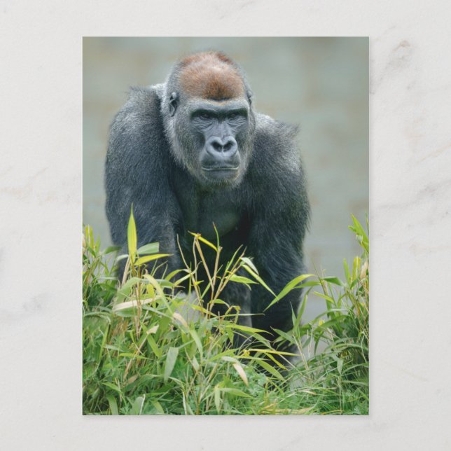 Blackback Gorilla Lope Postcard (Front)