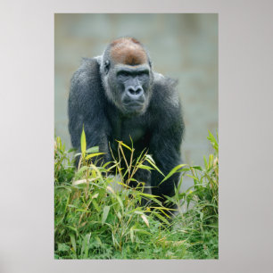 Blackback Gorilla Lope Poster