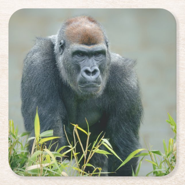 Blackback Gorilla Lope Square Paper Coaster (Front)