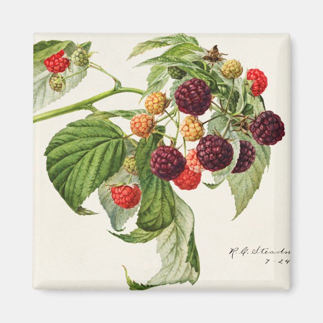 Blackberries Magnet (Front)