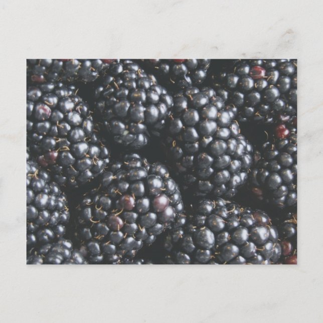 Blackberries Postcard (Front)