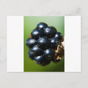 Blackberries Postcard