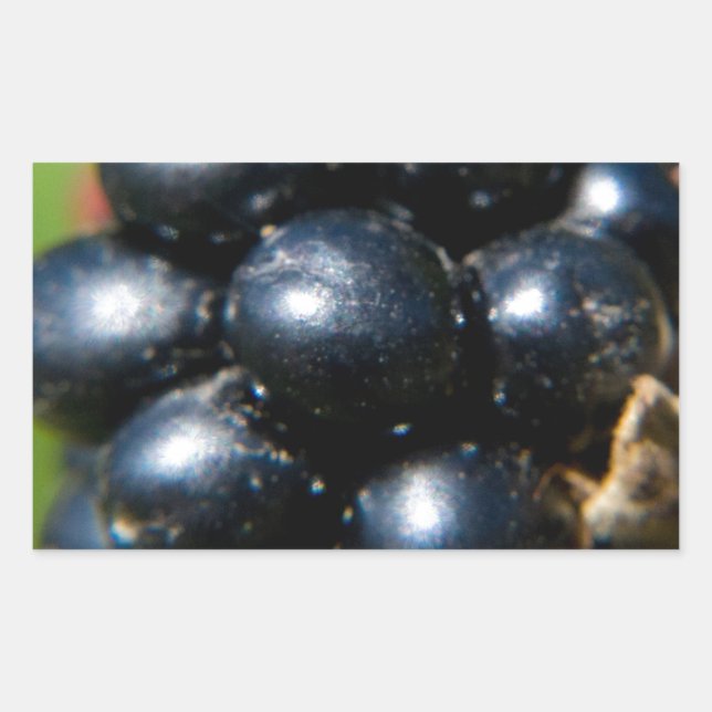Blackberries Sticker (Front)