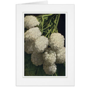 Blackberry blanc