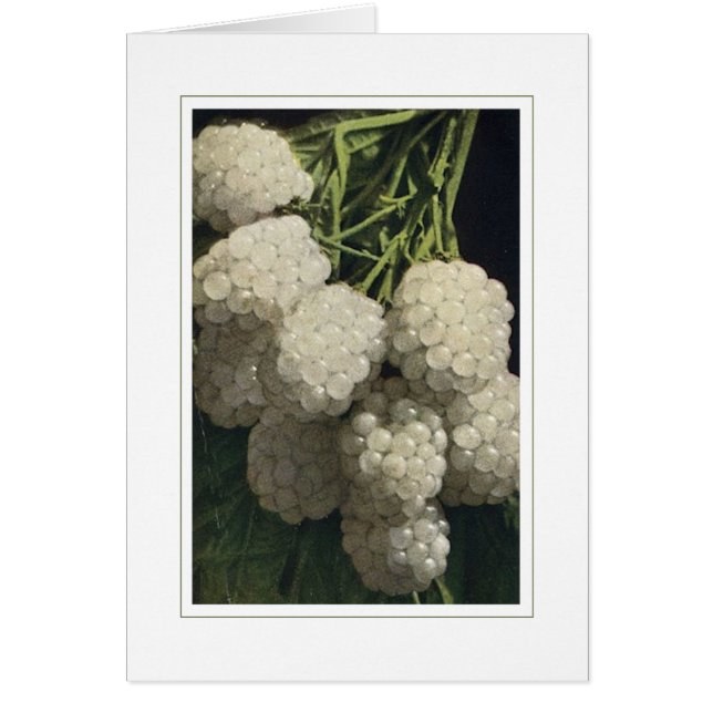 Blackberry blanc (Devant)