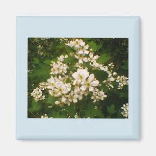 Blackberry Bloom Magnet