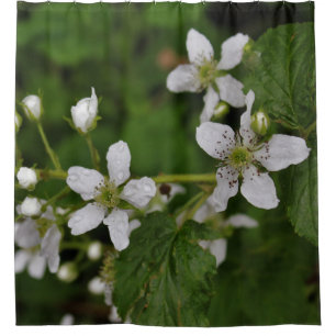 Blackberry Blossoms