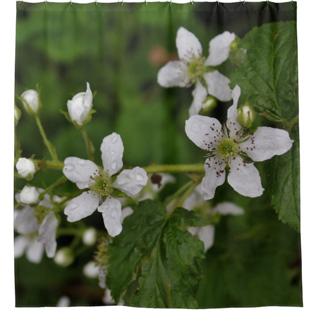 Blackberry Blossoms (Front)