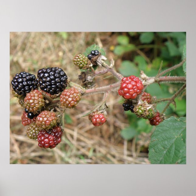 Blackberry Bonanza Print (Front)